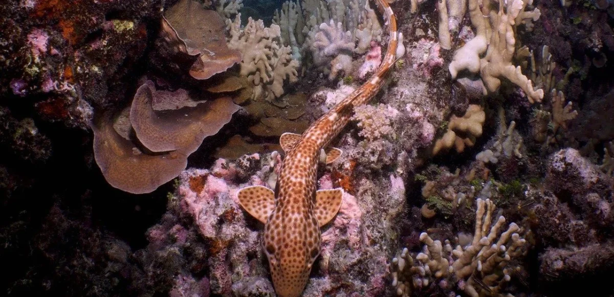 &nbsp;