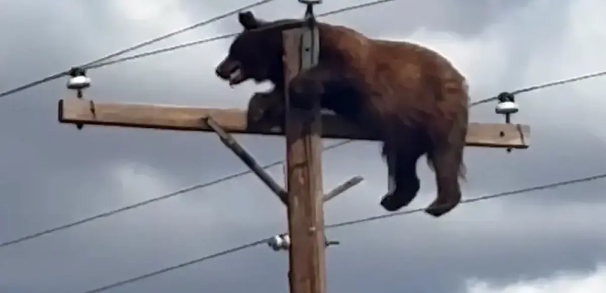 &nbsp;