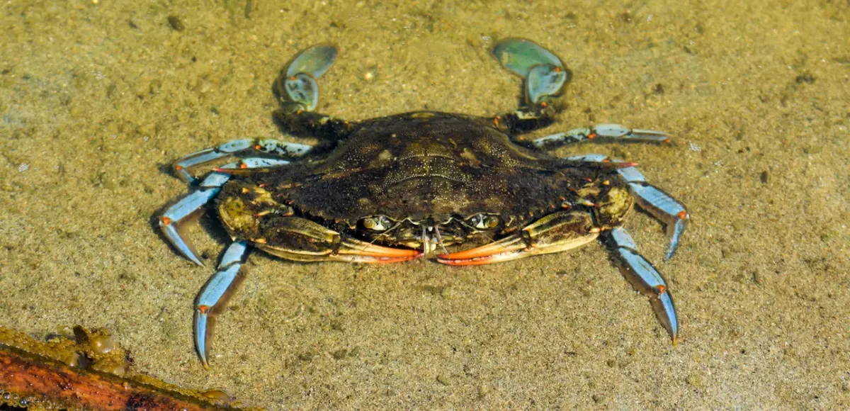 &nbsp;